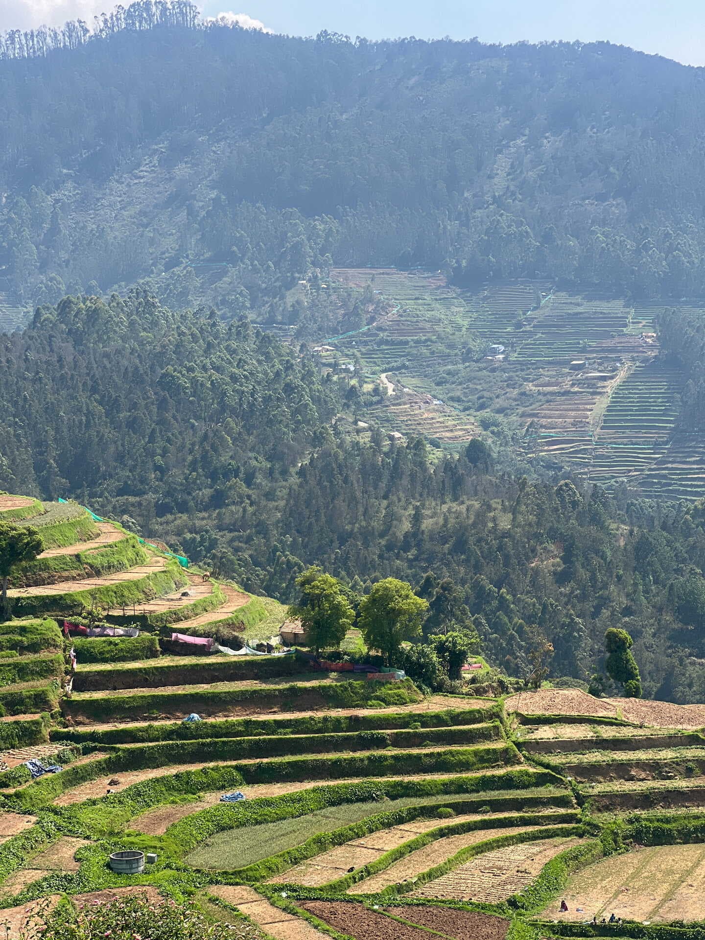 Best Time to Visit Kodaikanal